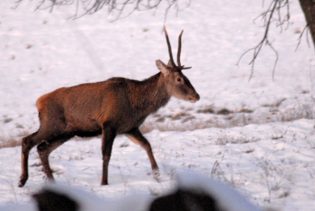 PASSIONE PER IL CERVO